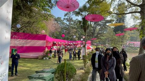 With 4 days to go for Shillong Cherry Blossom Festival 2023, Shillong blooms with pink splendour