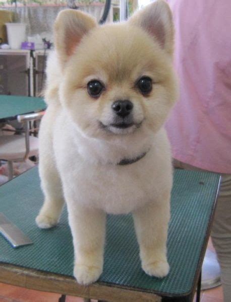 35 Pomeranian Haircuts for Passionate Dog Lovers - Pet Care Stores