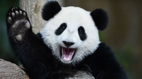 World smile day among animals - CGTN