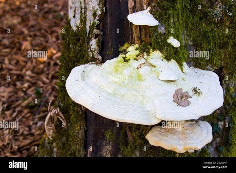 Big white mushroom on the tree, edible fungus Stock Photo - Alamy