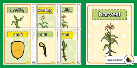 Life Cycle of Corn Plant Posters (teacher made) - Twinkl