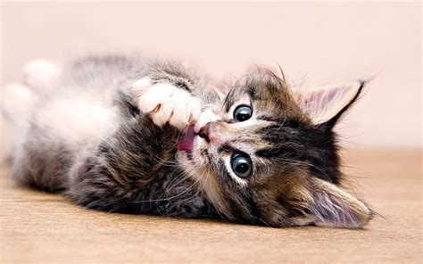 Tiny Paws, paws, cat, kitty, sweet, HD wallpaper | Peakpx