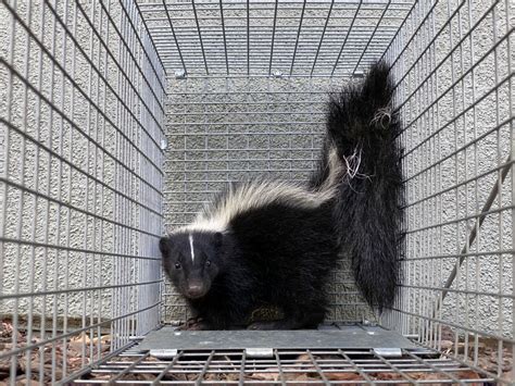 SKUNK TRAPPING AND REMOVAL – All Star Animal Trapping