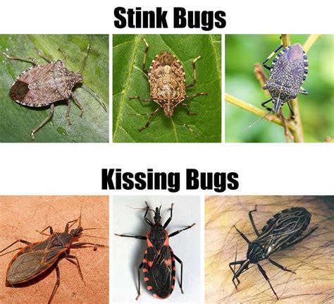 Do Stink Bugs Bite?