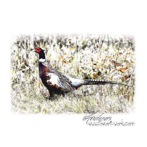 Ring-necked Pheasant | Pencil Drawing by www.fineart-work.… | Flickr