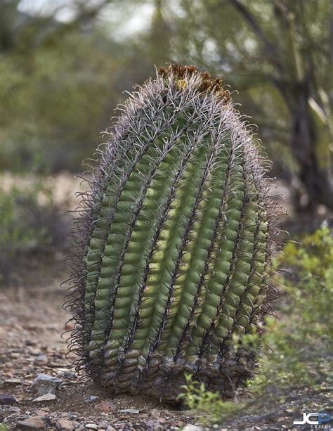 Saguaro Cactus of the Sonoran Desert in Tucson Arizona — Jason Collin Photography