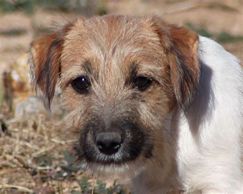 Russell Terrier Puppies For Sale