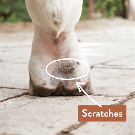 How to Identify & Treat Scratches in Horses – Equestrian Boots and Bridles