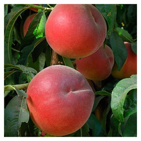 Flavortop Nectarine Self Pollinating 1 Gallon Potted Plant | Etsy