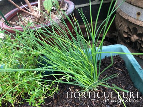 Only Harvest Chives Once The Leaves Grow To A Reasonable Height - We Share How | Horticulture ...