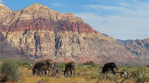 Red Rock Canyon A to Z: B is for Burros | Red Rock Canyon Las Vegas