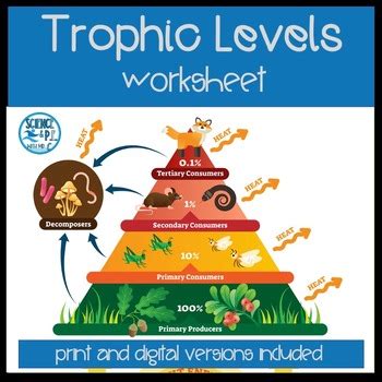 Ecology Trophic Levels Worksheet (print and digital versions) | TPT