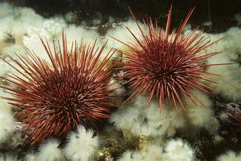 Red Sea Urchin Photograph by Andrew J. Martinez