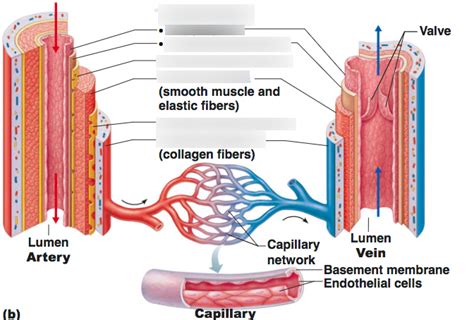 [DIAGRAM] Human Blood Vessel Diagram - MYDIAGRAM.ONLINE