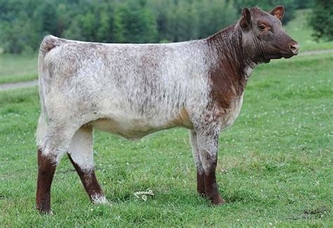 15 best images about Shorthorn Cattle on Pinterest | Olivia d'abo ...