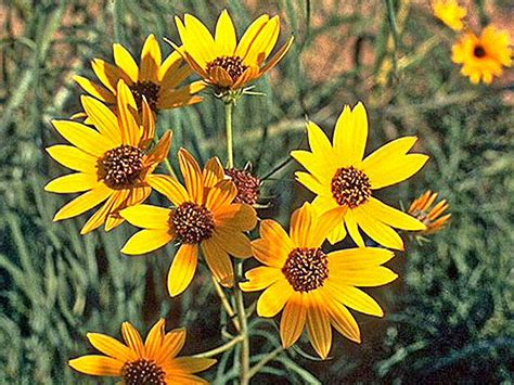 How to Grow Perennial Sunflowers (Helianthus spp.)