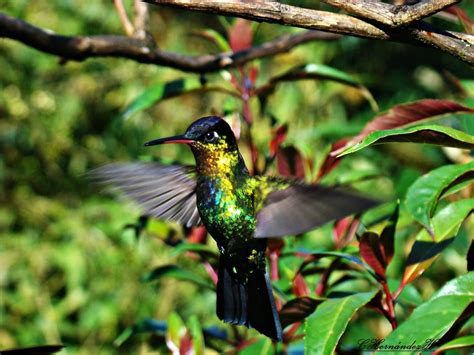 Monteverde Cloud Forest - Monteverde Cloud Forest Biological Reserve