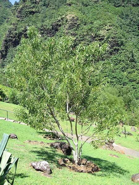 National Tropical Botanical Garden | Acacia koa - Plant Detail - Tropical Plants Database