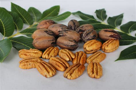 Daleys Fruit Tree Blog: Pecan Nut Tree Harvest Time - Mohawks