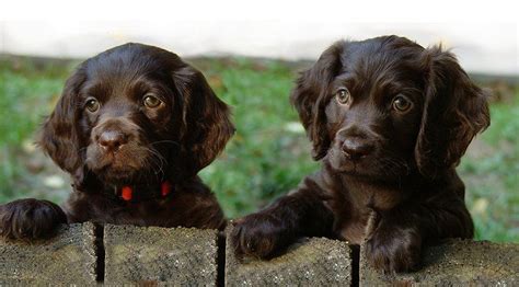 Boykin Spaniel Puppies Behavior And Characteristics In Different Months ...