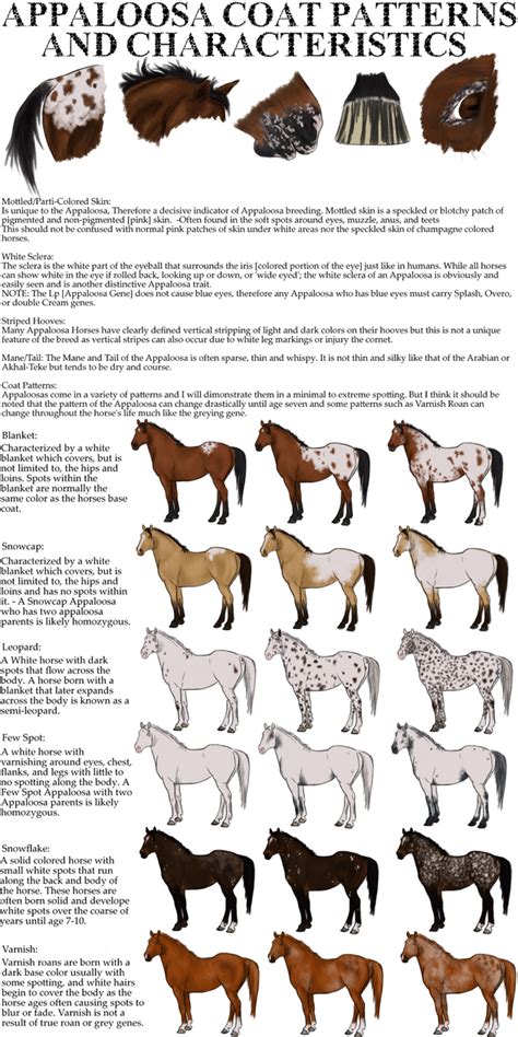 Appaloosa Patterns and Characteristics by SquirrelyTodd on DeviantArt