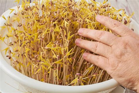 How to grow mung bean sprouts - James Strange