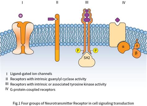 Neurotransmitter Receptors in Cell Signaling Transduction