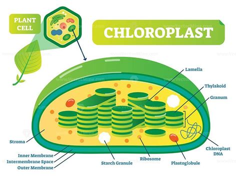 Plant Chloroplast chemical biology vector illustration cross section ...