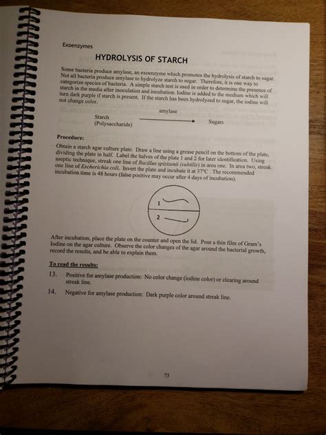 Solved Exoenzymes HYDROLYSIS OF STARCH Some bacteria produce | Chegg.com