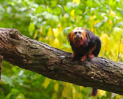 Golden-Headed Lion Tamarin - Facts, Diet, Habitat & Pictures on Animalia.bio