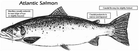 Atlantic Salmon Identification