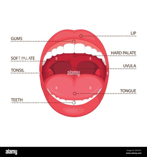 Mouth Labeled Tooth Charts