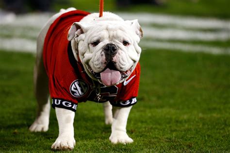 Georgia softball: Bulldogs to host regional in NCAA Tournament