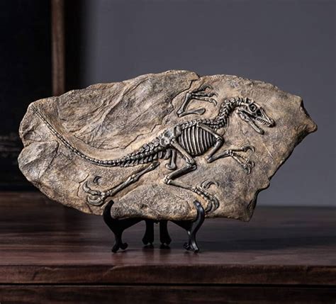 Dinosaur Fossil Display Online | emergencydentistry.com