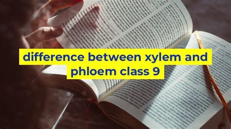 difference between xylem and phloem class 9 - Sinaumedia