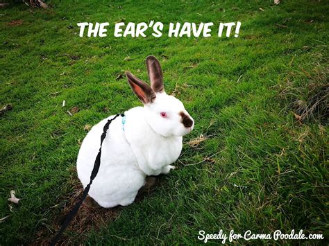 Carma Poodale : Bunny Meme....The Ear's Have It!