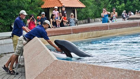 Kiska, ‘The World’s Loneliest’ Orca Whale, Dies at Canada’s Marineland | Complex