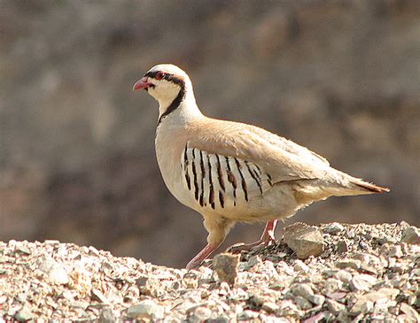 The National Bird of Pakistan