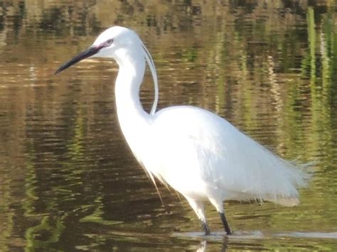 Egret - A-Z Animals