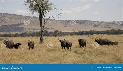 Herd of Cape Buffalo in Kenya Stock Photo - Image of nakuru, nature ...