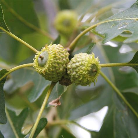 Bur Oak - Food Forest Nursery