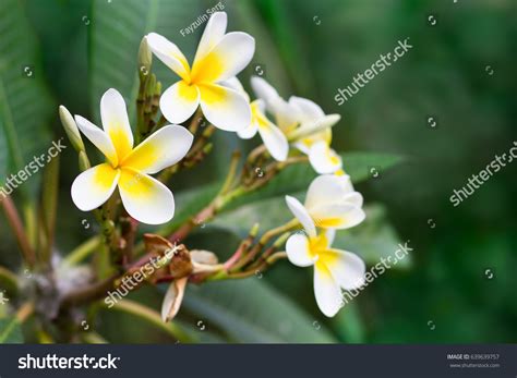 Blossoming Mango Tree Mango Flower Consists Stock Photo 639639757 | Shutterstock