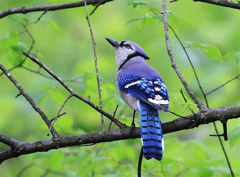 Why Is Blue Such a Rare Color Among Animals?