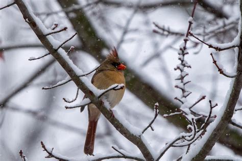 Female Northern Cardinal in Winter by EricLikesBirds on DeviantArt