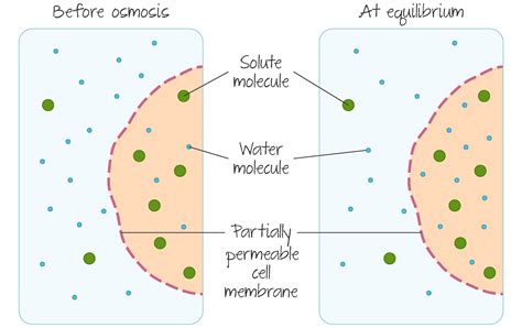 Cell Biology | DP Biology - IB Recap