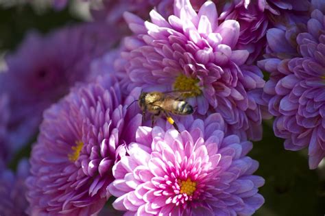 Bee Flowers Close up Royalty-Free Stock Photo