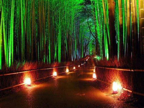 Night View of the Bamboo Forest in Japan | Bamboo forest japan, Bamboo forest, Beautiful places ...