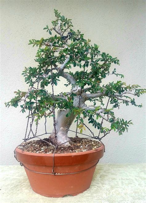 Picture 5 - I did some pruning and wiring on my Chinese Elm pre-bonsai ...