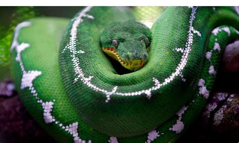 Green Boa Constrictor