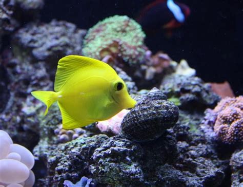 Yellow Tang - Hawaii (zebrasoma Flavescens) Photos